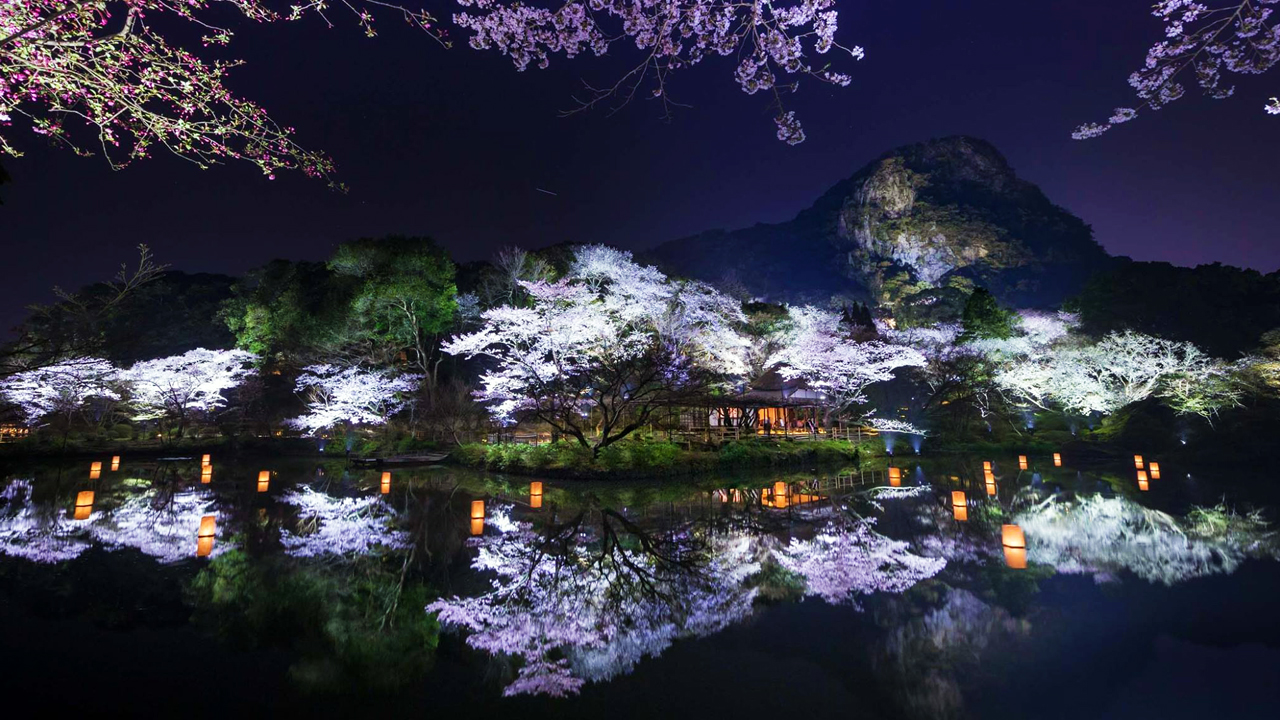 夜 / 九州最大の桜のライトアップ