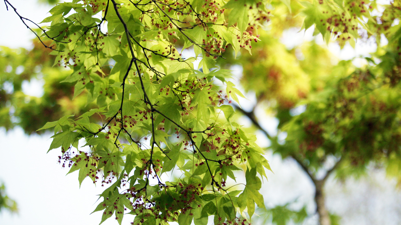 New greenery in Mifuneyama Rakuen