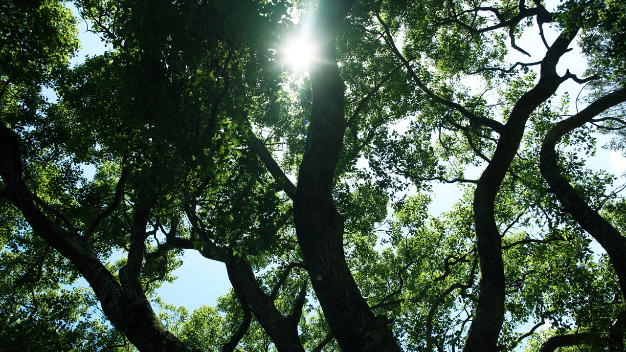 New greenery in Mifuneyama Rakuen